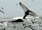 CapeCodb (3)  Cape Cod whales feeding